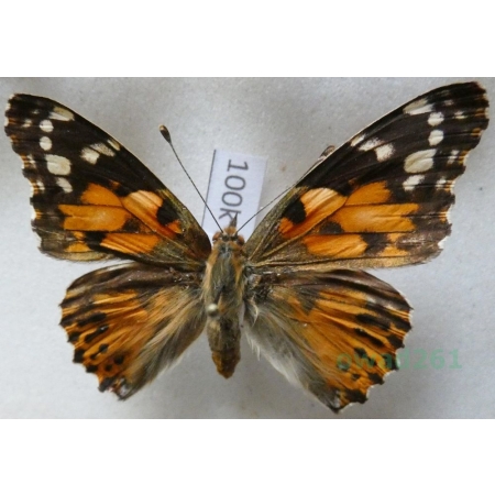 Vanessa cardui wiskotti Standfuss, 1895 ex. ovo Poland100k